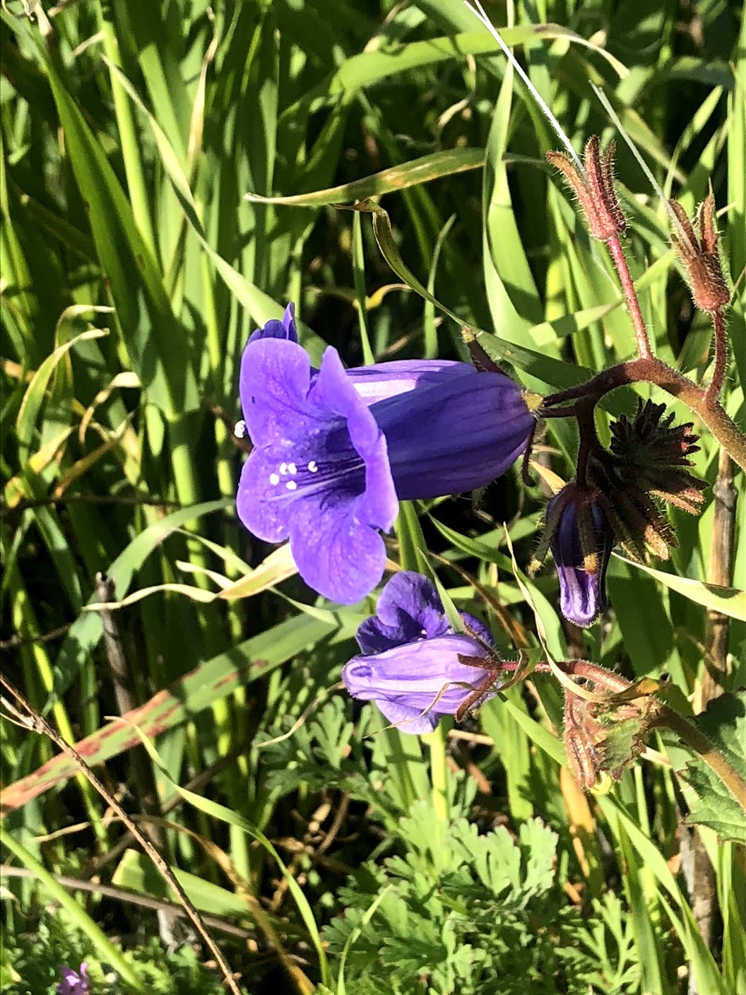Canterbury Bells Flower and Leaves